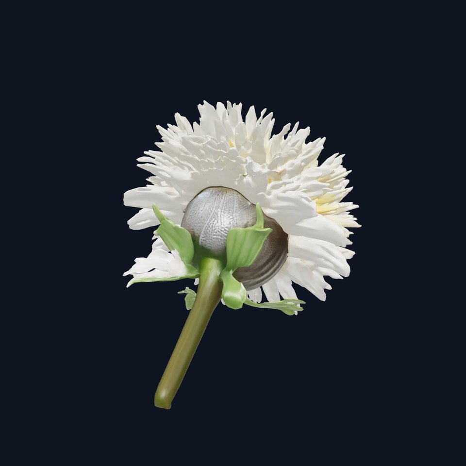 Leucanthemum Alpina Realistic Flower model pack viewer poster