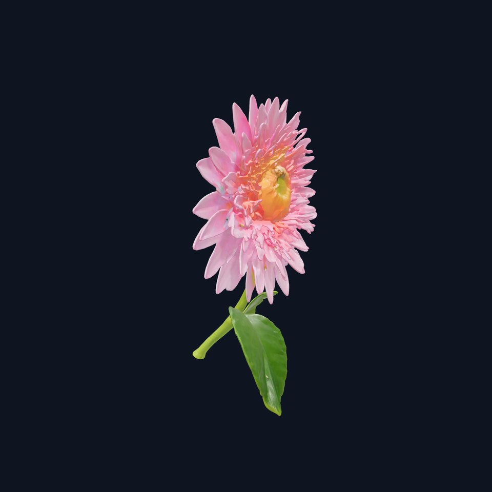 Chrysanthemum Pink Blossom Realistic Flower model pack viewer poster