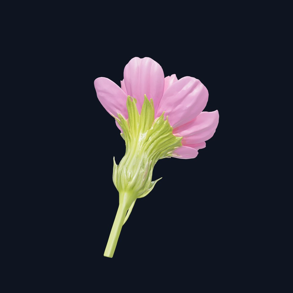 Pink Cornflower Botanical Sculpture model pack viewer poster