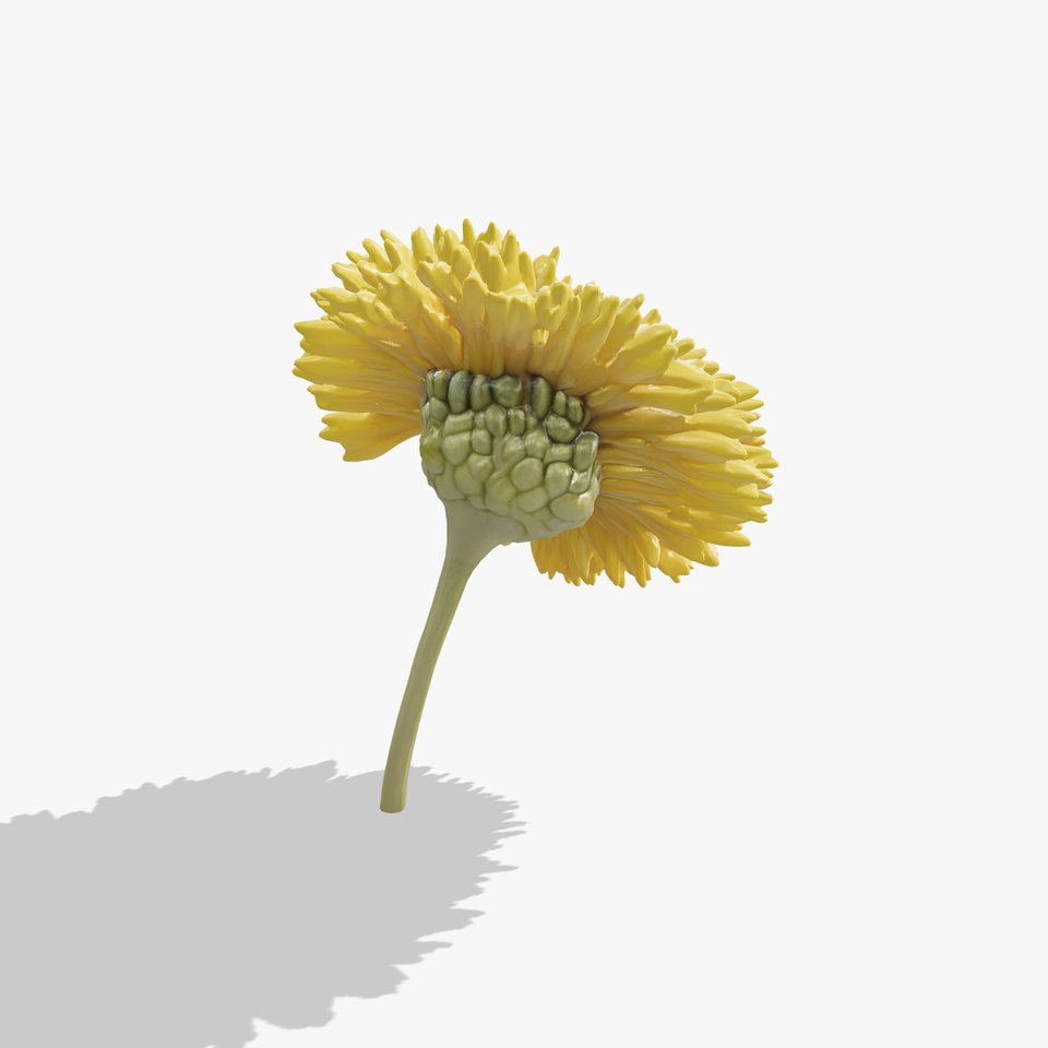 Chrysanthemum Yellow Sunlit Texture model pack viewer poster