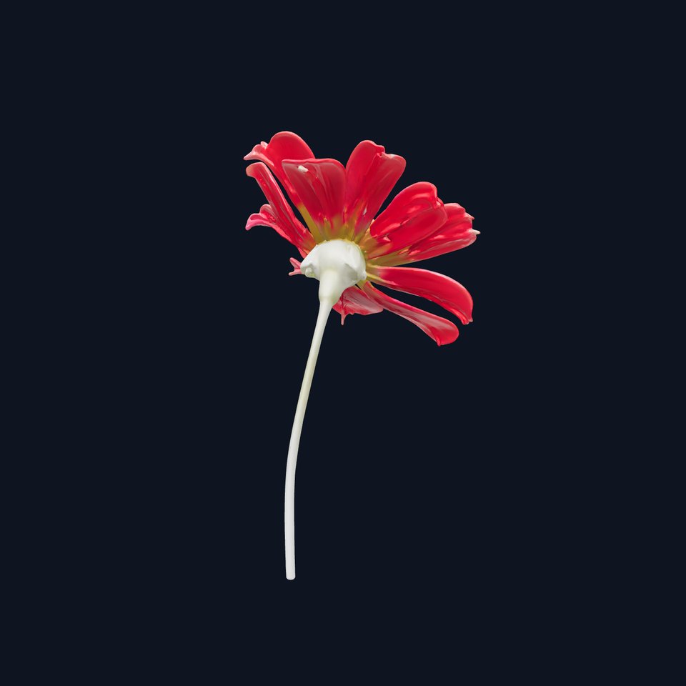 Lavandula Red Flower Detailed Botanical Model Pack viewer poster