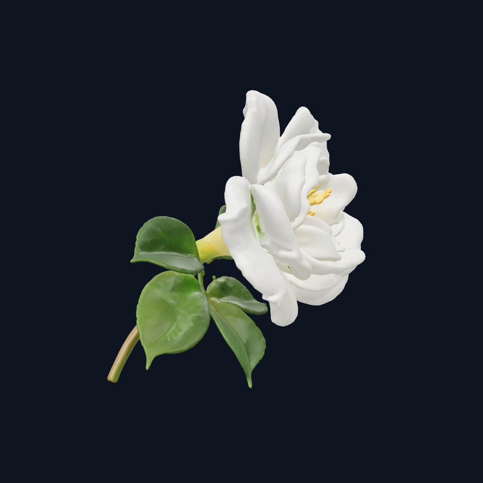 White Rose Blossom Realistic Flower model pack viewer poster