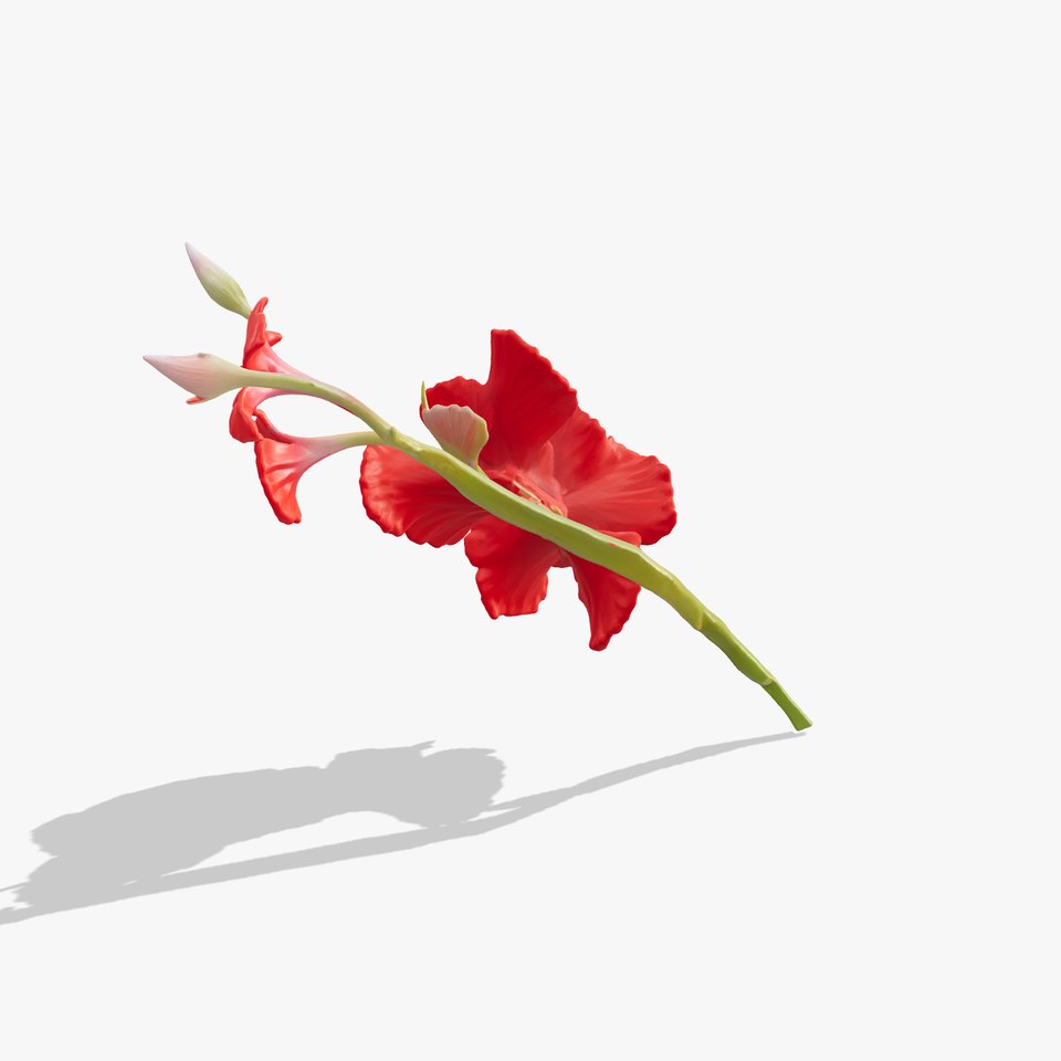 Gladiolus Red Bloom model pack viewer poster