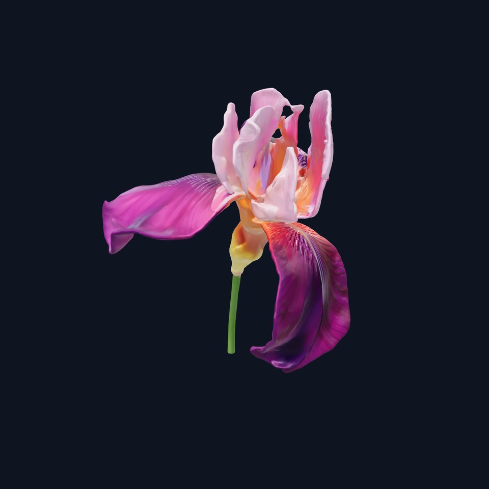 Graceful Iris Floral Sculpture model pack viewer poster