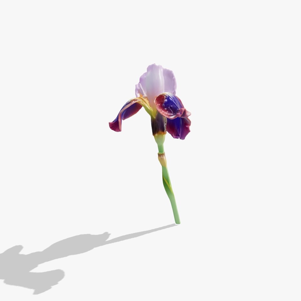 Dwarf Iris Bloom Miniature Elegance model pack viewer poster