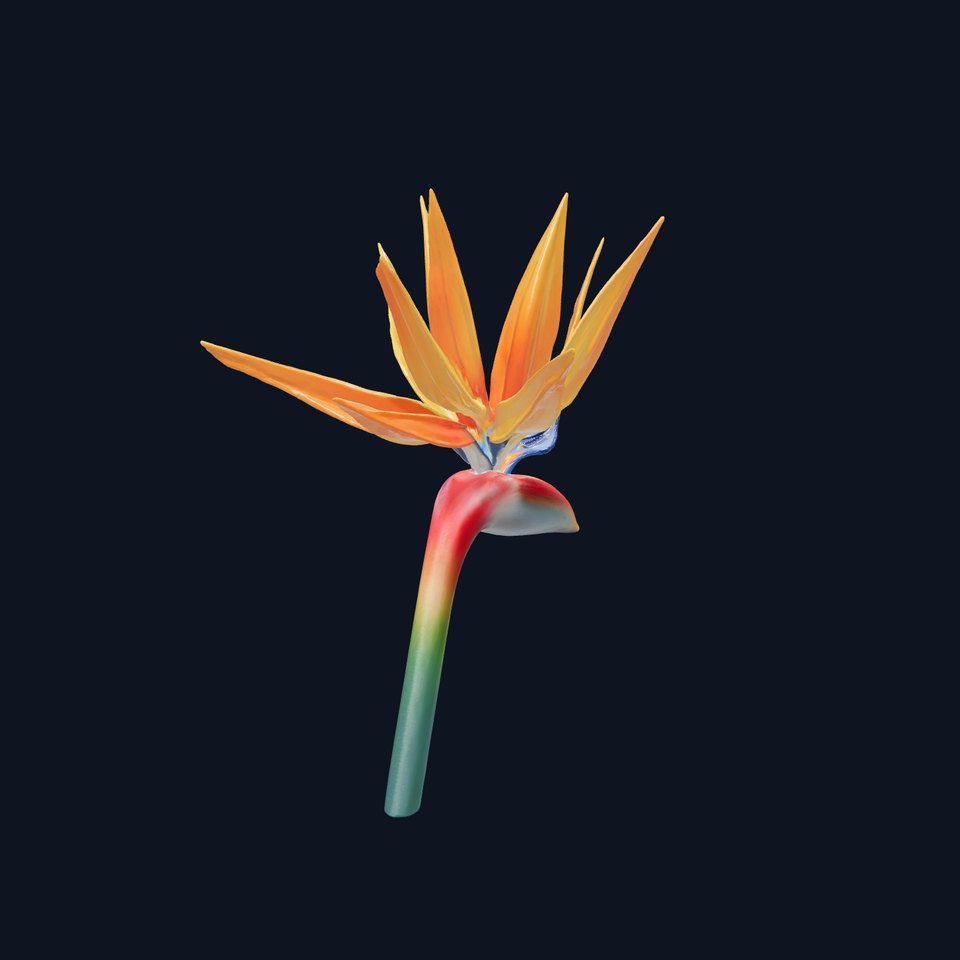 Strelitzia Bicolor Gradient Petal Sculpture Model Pack viewer poster