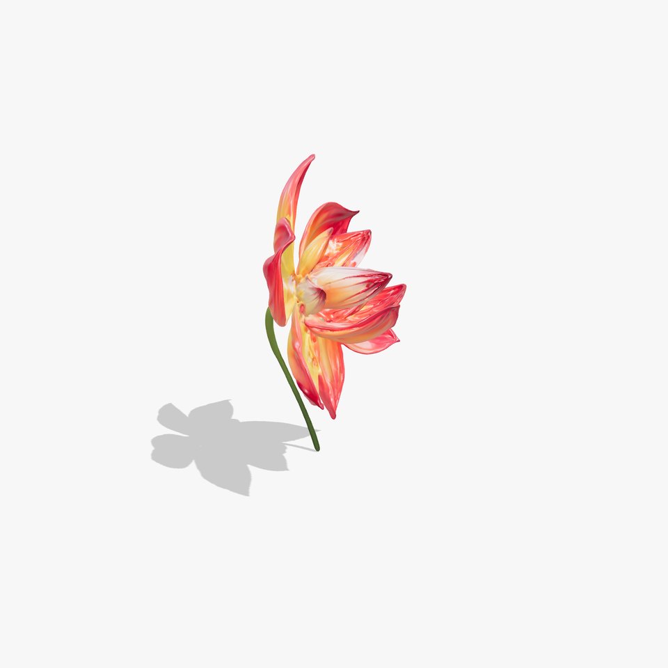 Vibrant Dahlia Flower D Model Pack viewer poster