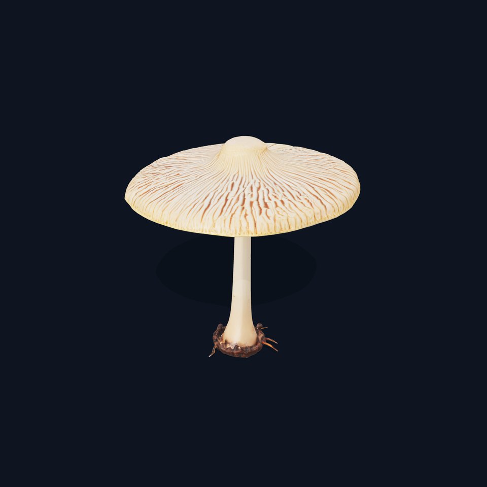Realistic Mushroom Model Pack for Game and Animation