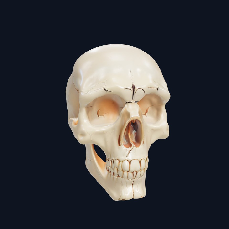 Realistic Human Skull D Model Pack viewer poster