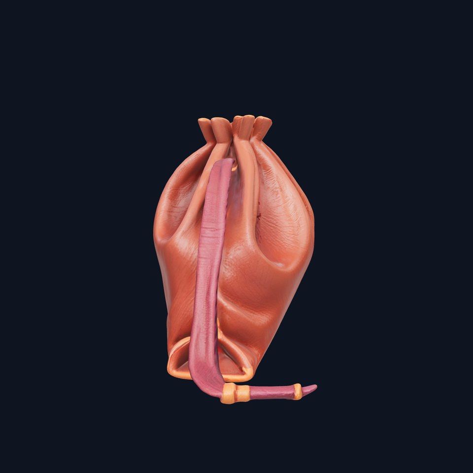 Leather Pouch D Model Pack for Versatile Use viewer poster