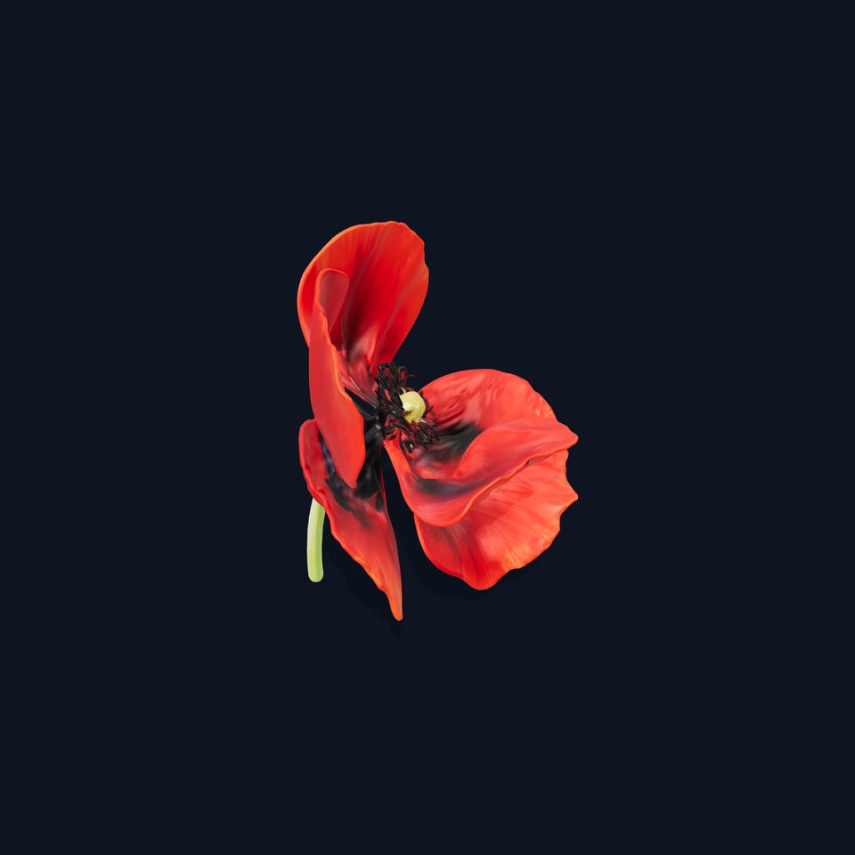 Poppy Flower D Model Pack viewer poster
