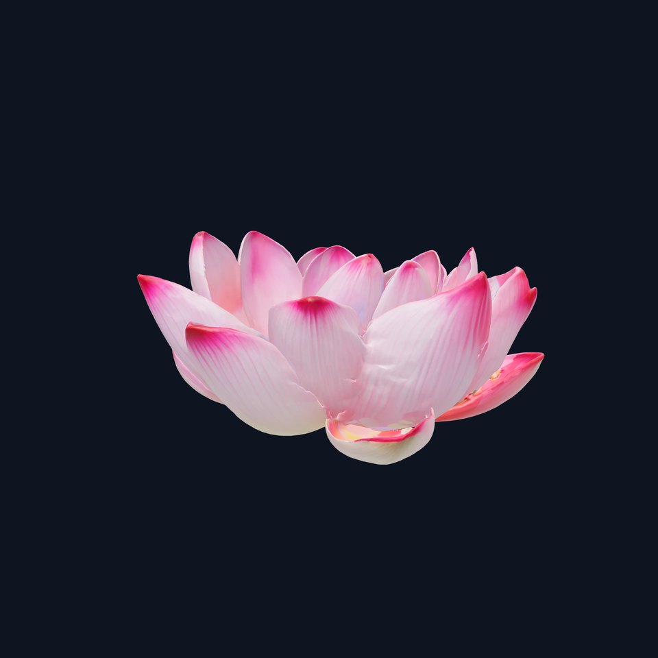 Lotus Flower Model Pack  Detailed Botanical Collection viewer poster