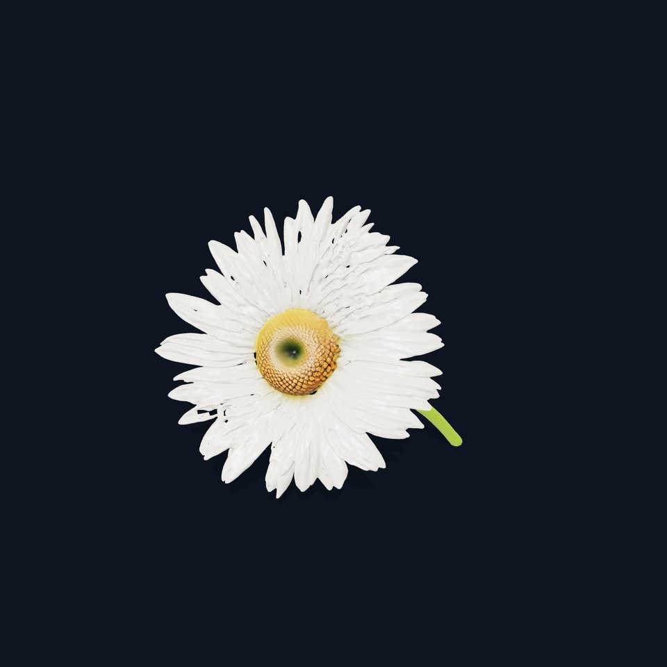 Realistic Daisy Flower Model Pack viewer poster