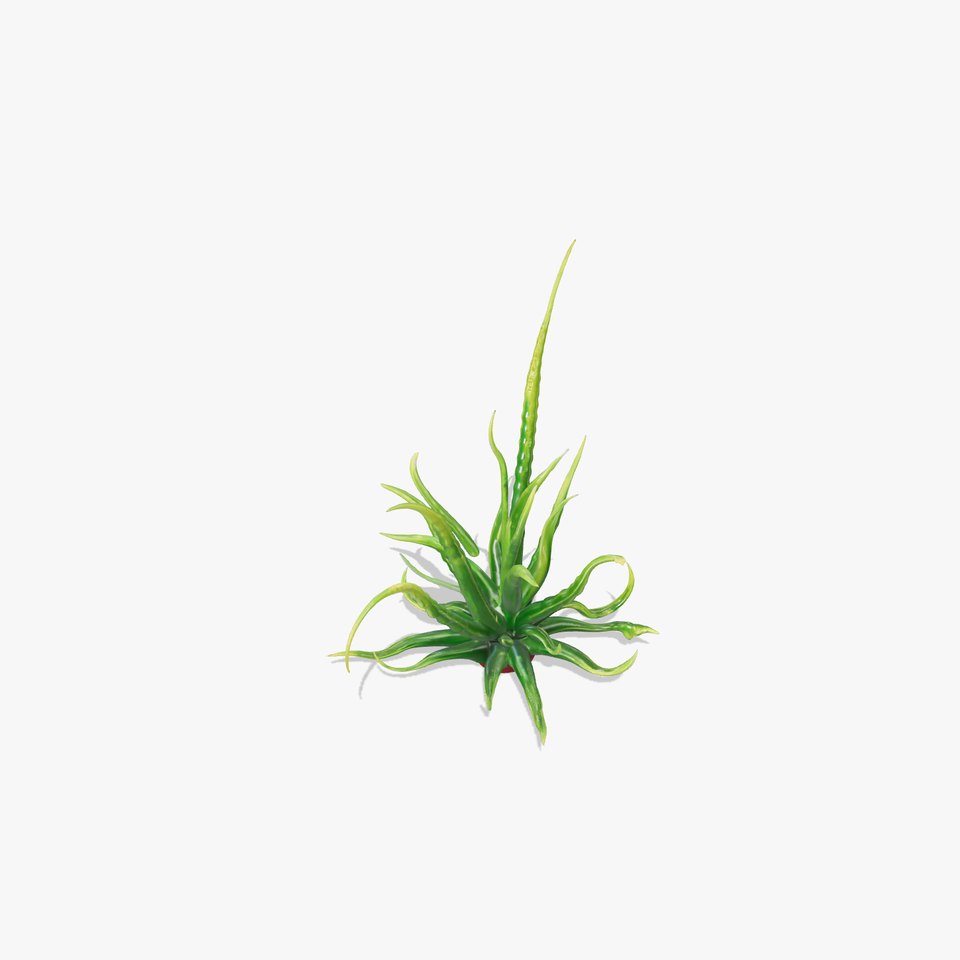 Aloe Vera Plant Model Pack for D Visualization viewer poster