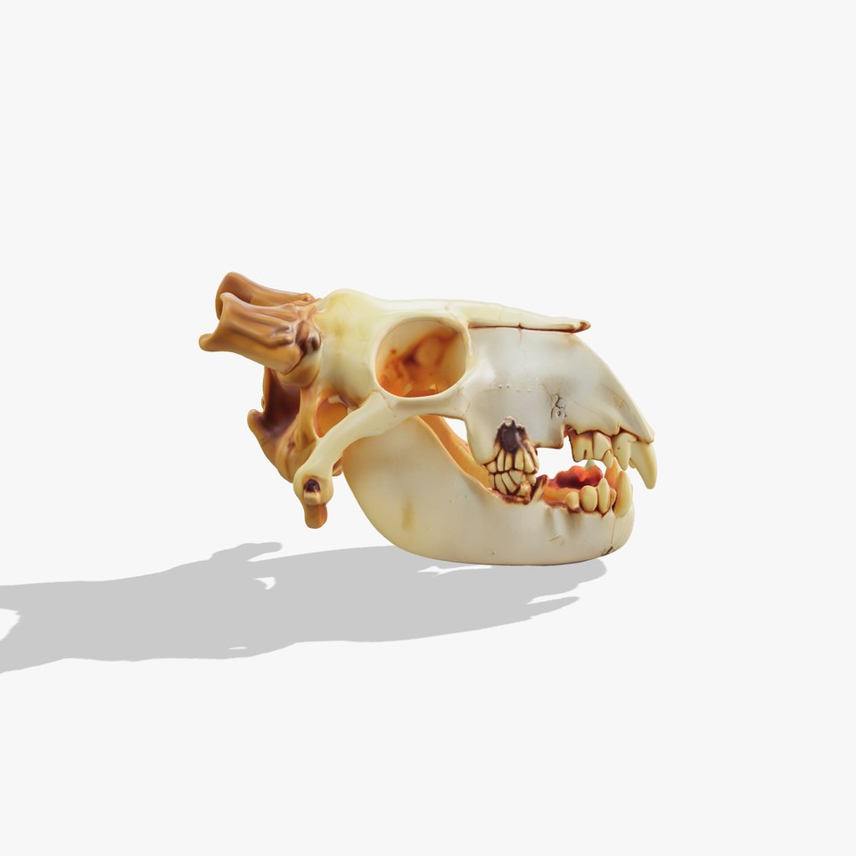 Realistic Animal Skull Model Pack for Animation viewer poster