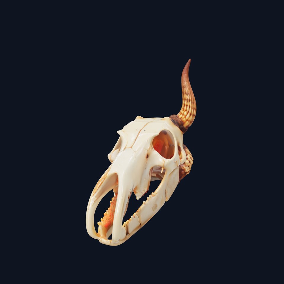 Horned Animal Skull D Model Pack viewer poster
