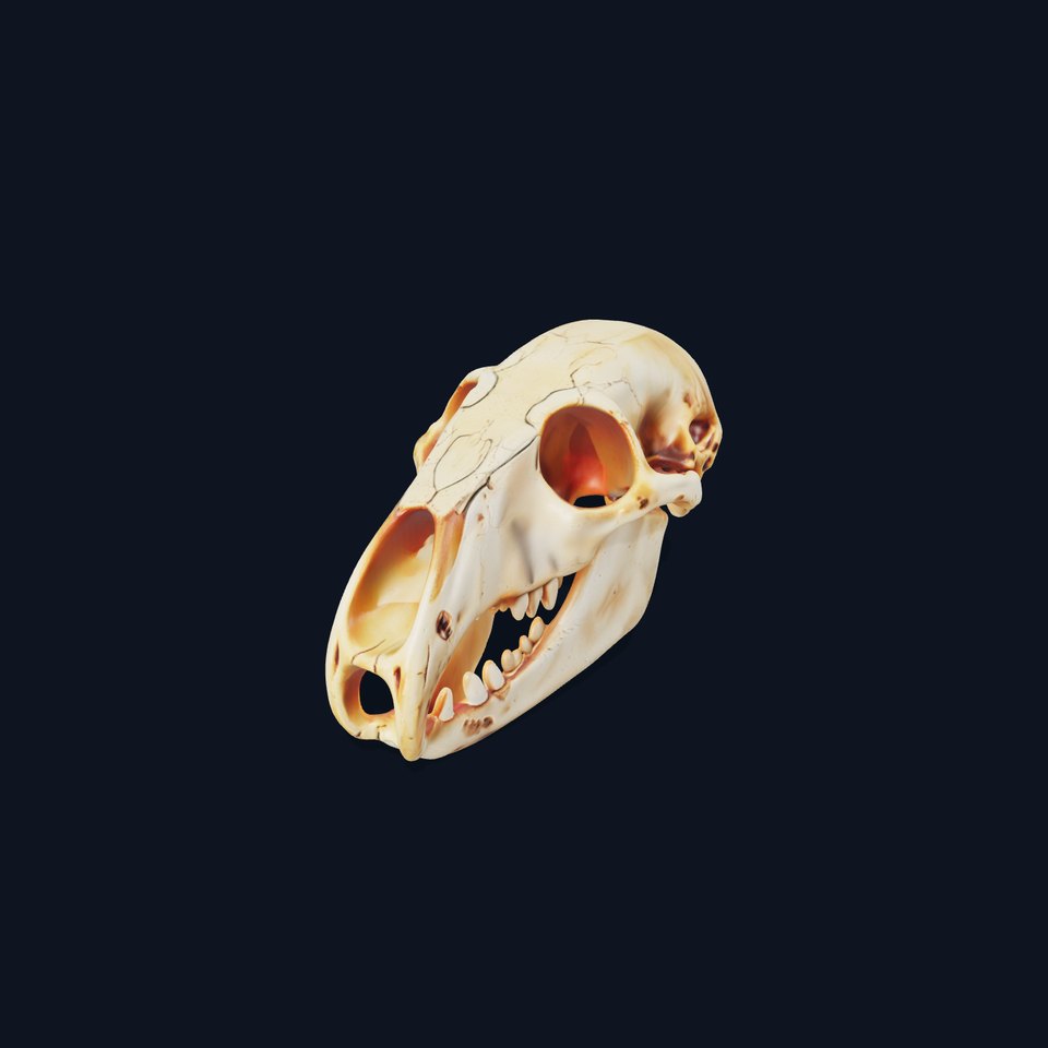 Realistic Animal Skull D Model Pack viewer poster