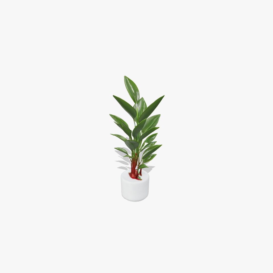 Potted Rubber Plant D Model Pack viewer poster