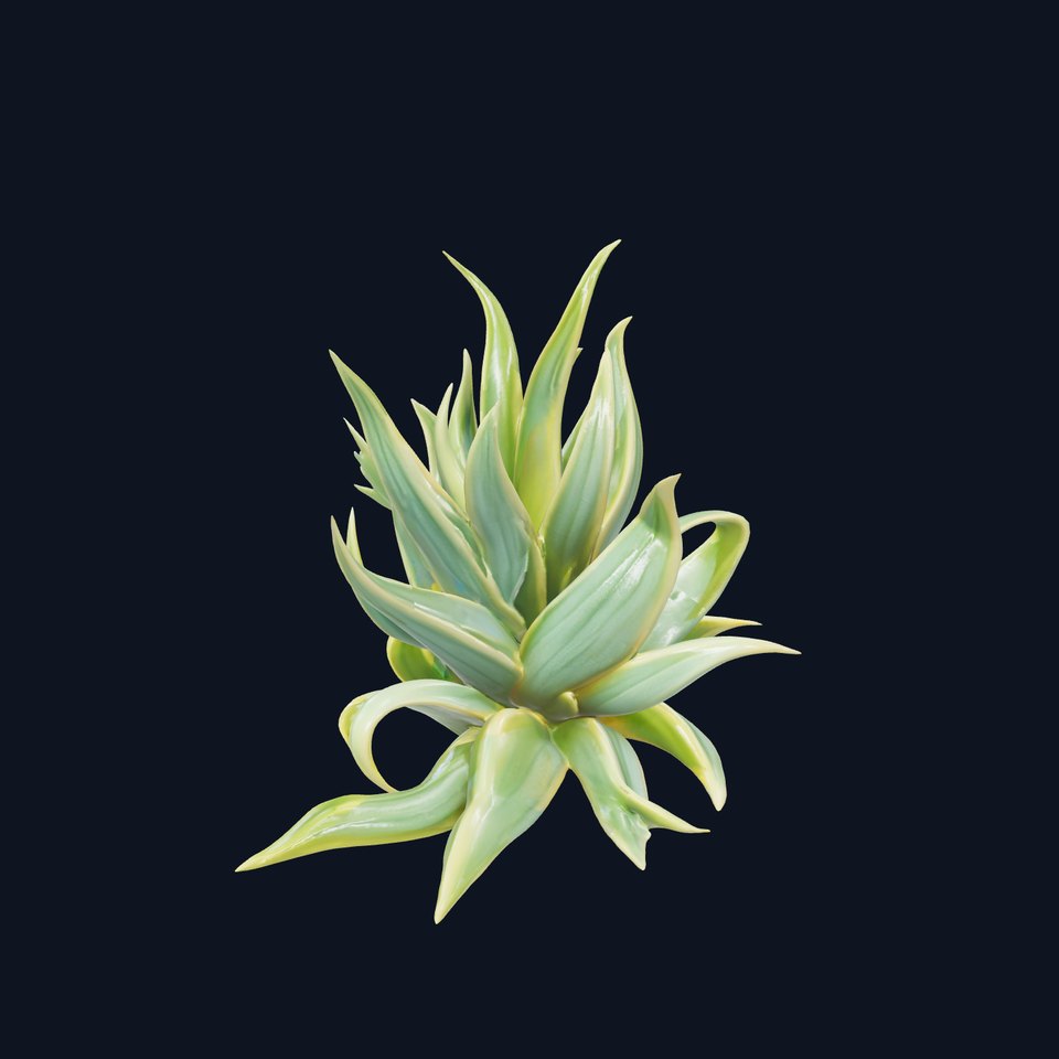 Agave Plant D Model Pack viewer poster