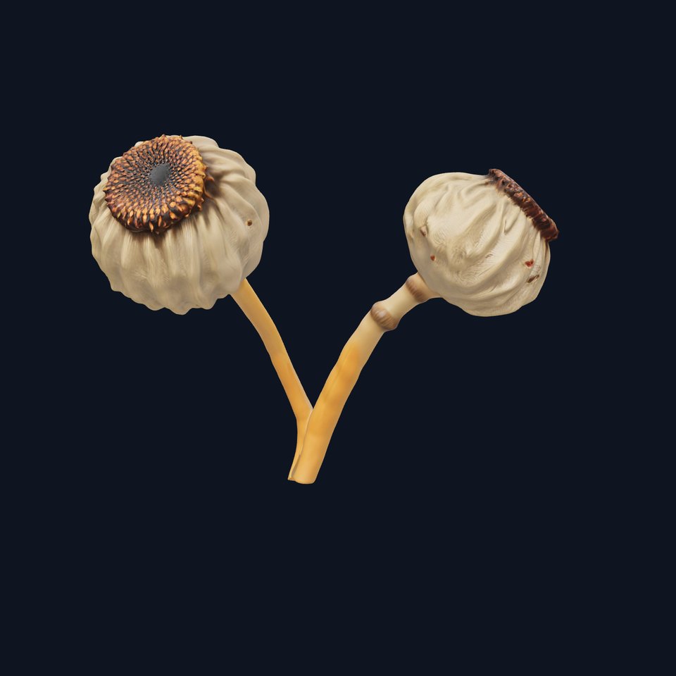 Dried Seed Pod Model Pack viewer poster