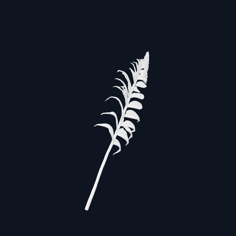 Fern Leaf Model Pack  Detailed Botanical Model for Realistic Renderings viewer poster
