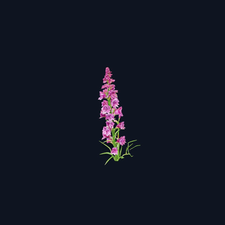 Purple Flower Model Pack for Rendering and Game Engines viewer poster