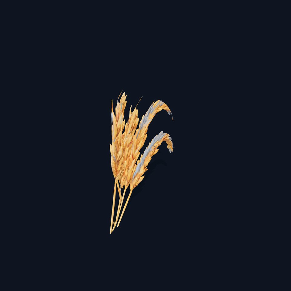 Realistic Wheat Harvest D Model Pack