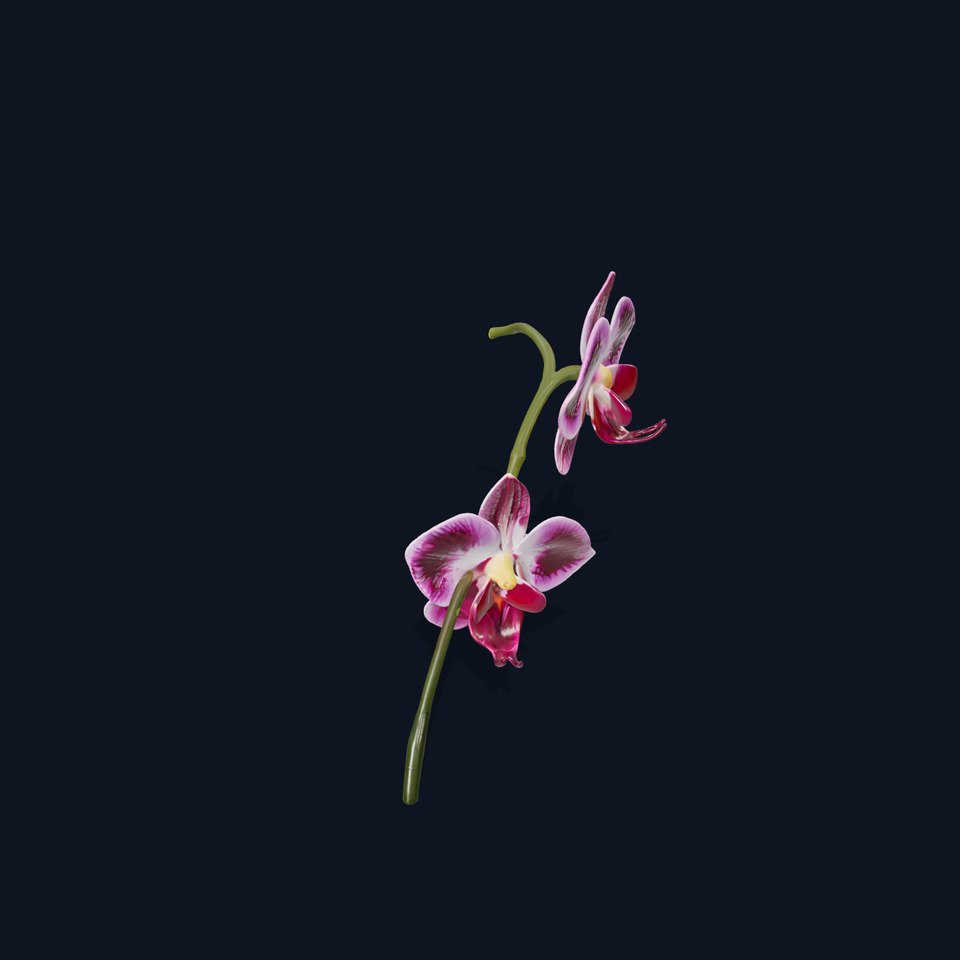 Orchid Flower Model Pack with PBR Textures