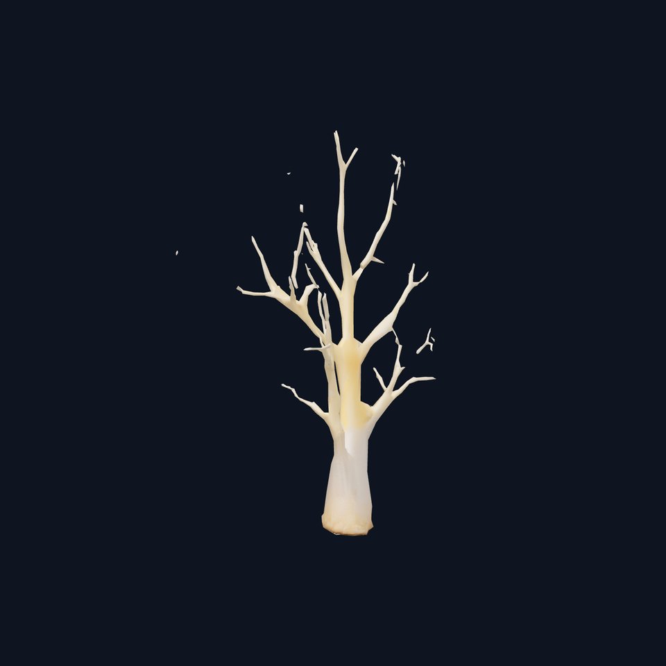 Elegant Coral Tree model pack viewer poster