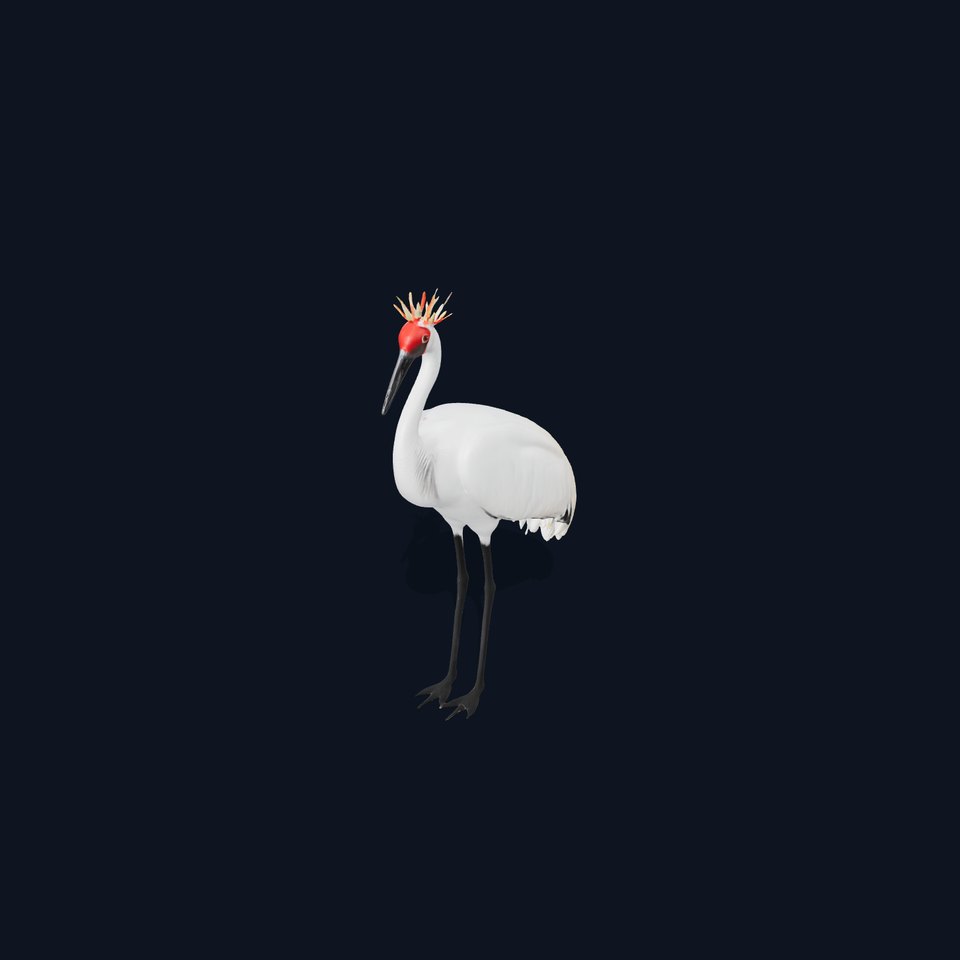 Elegant Crowned Crane model pack viewer poster