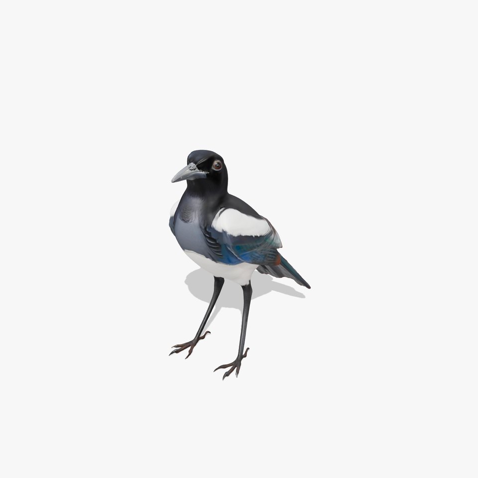 Elegant Magpie Bird model pack viewer poster