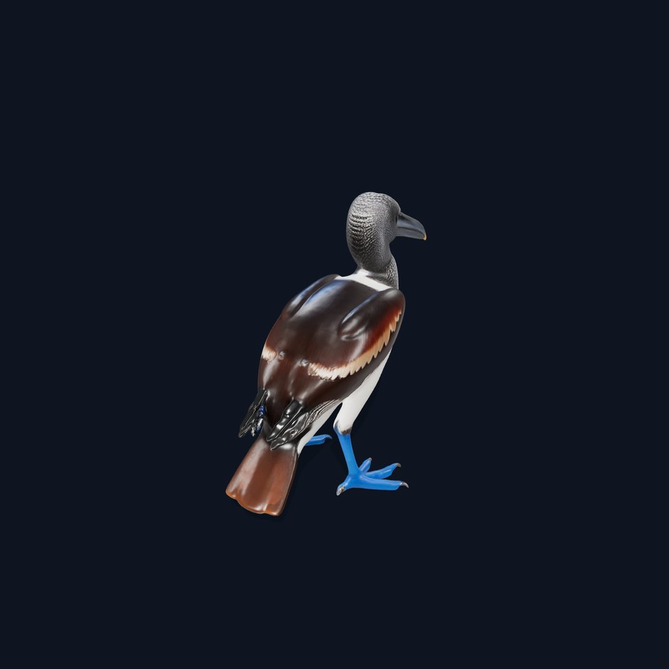 Booby Bird Colorful model pack viewer poster