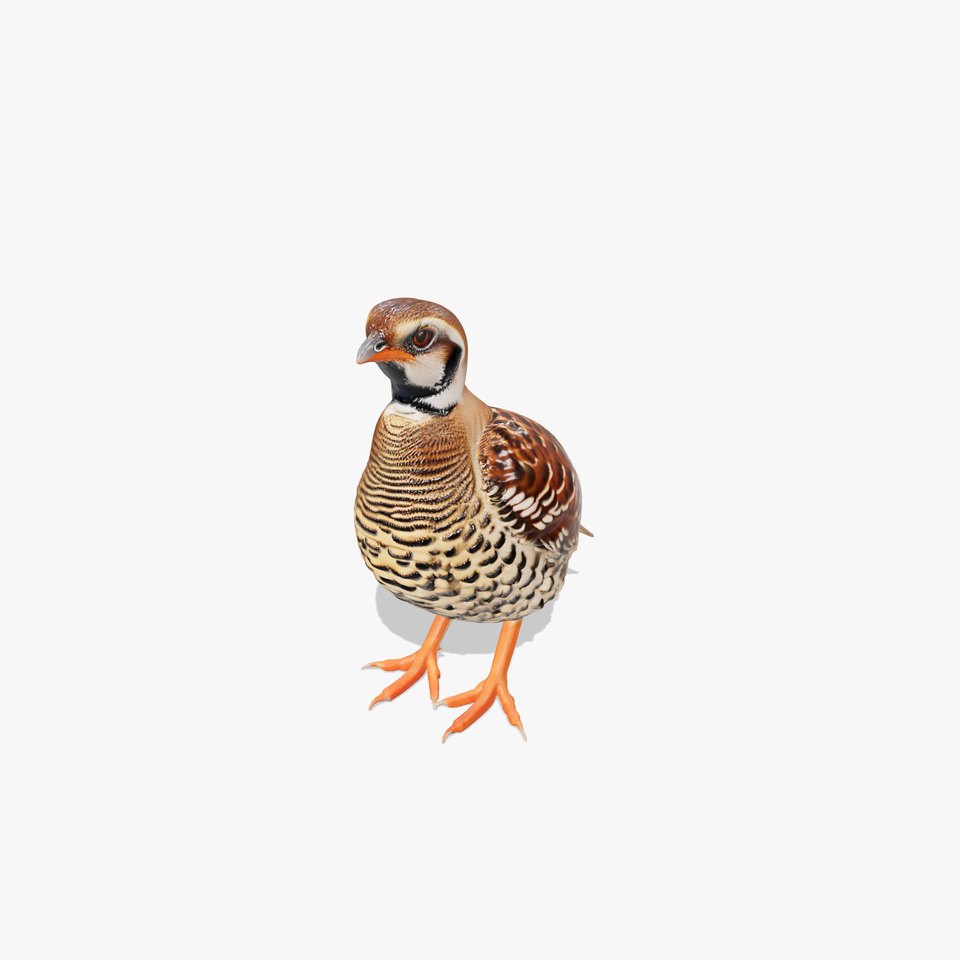 Elegant Quail Bird model pack viewer poster