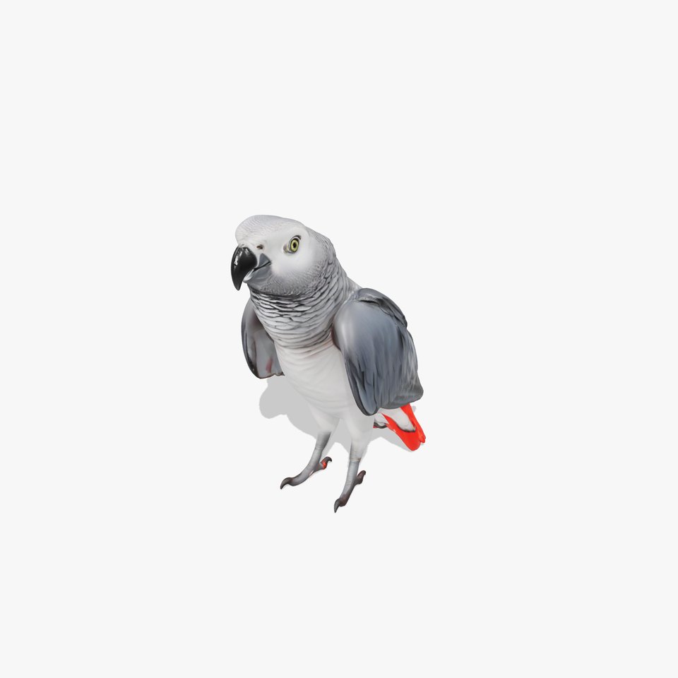 African Grey Parrot model pack viewer poster