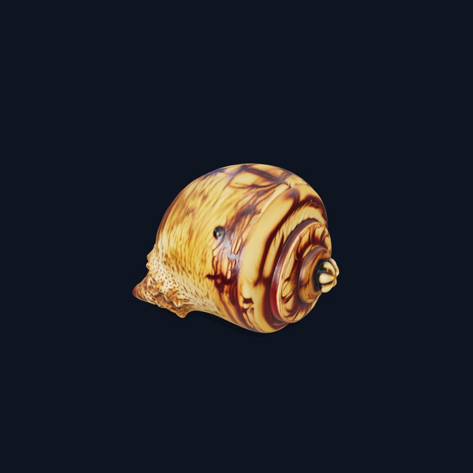 Spiral Seashell model pack