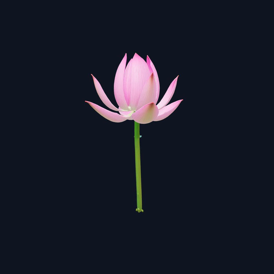 Pink Lotus Blossom model pack viewer poster