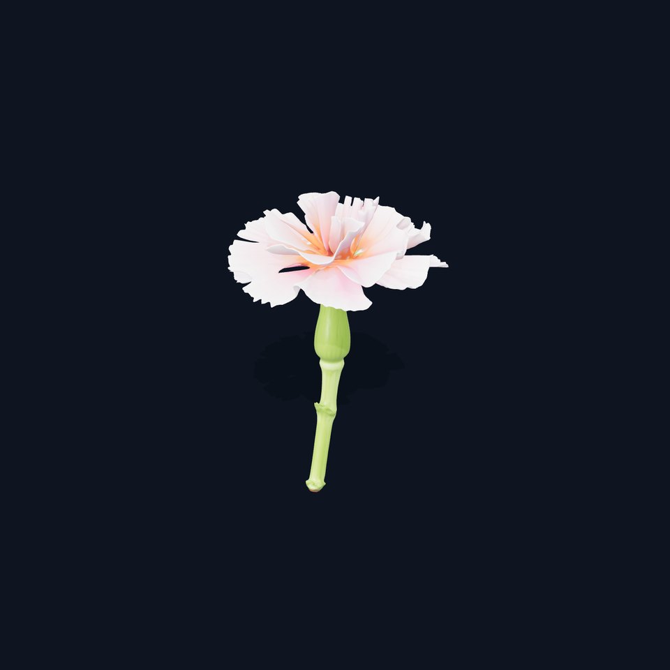 Pink Carnation Bloom model pack viewer poster